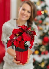 Kerststerdag & Poinsettia Dag 12 December 2016 - Geef een Kerstster & Poinsettia Plant Cadeau! (Foto 123rf.com  op Kerststerdag.nl))