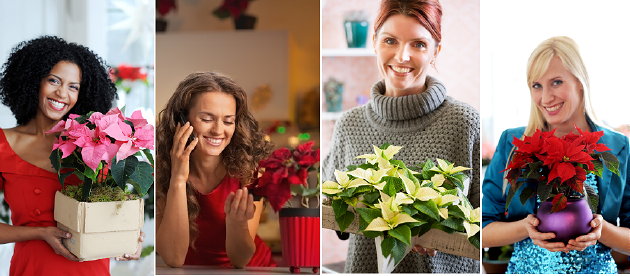 Kerststerdag: Kerstster Online Bestellen! Geef een Kerstster Plant & Poinsettia Cadeau! De Kerstster is in Vele Kleuren (Rode, Witte en Roze Kerststerren) & Maten Verkrijgbaar! Kerstster Cadeau Geven en Online Bestellen (Foto Stars for Europe Kerstster  op Kerststerdag.nl)