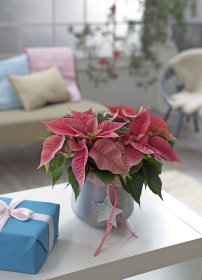 Kerststerdag: Kerstster Online Bestellen! Geef een Kerstster Plant & Poinsettia Cadeau! De Kerstster is in Vele Kleuren (Rode, Witte en Roze Kerststerren) & Maten Verkrijgbaar! Kerstster Cadeau Geven en Online Bestellen LEES MEER… (Foto Stars for Europe Kerstster  op Kerststerdag.nl)