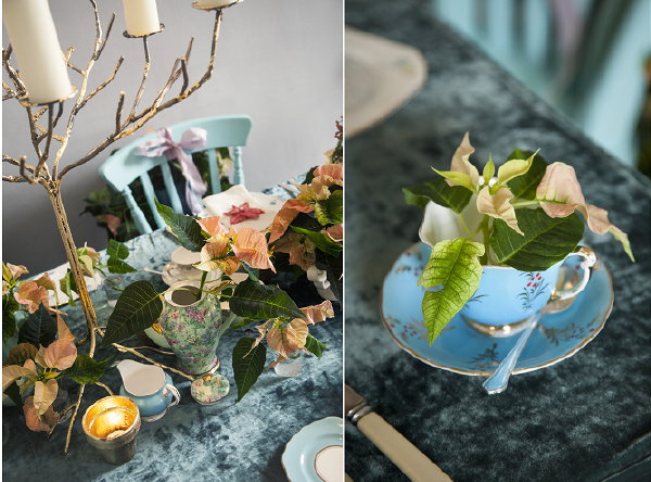 Kerstster & Kersttafel Decoratie Trend: Romantiek & Pastel! Zalmkleurige Kerststerren geven een natuurlijke Touch aan de Romantisch Gedekte Kersttafel (Foto Stars for Europe) 