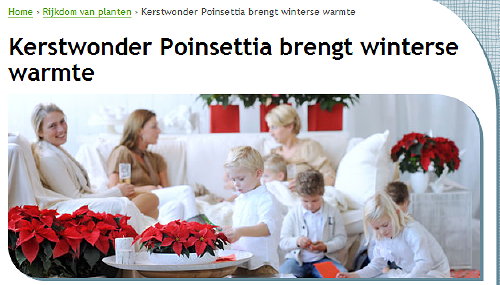 Bloemenbureau Holland 'Kerstwonder Poinsettia Brengt Winterse Warmte' in de December Maand. Geef een Kerstster Cadeau! (Foto Mooiwatbloemendoen.nl  op Kerststerdag.nl)