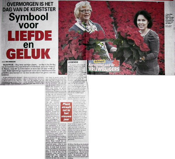 'Symbool van Liefde & Geluk' Bloemenbureau Holland geeft 10.000 Kerststerren cadeau aan 10.000 Nederlandse vrijwilligers ter promotie van KerststerDag! (De Telegraaf 10-12-2011) 