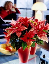 Kerstster & Poinsettia Plant - Poinsettia & Kerstster Verzorging Tips:  Kerstster Overhouden voor Volgend Jaar (Foto Stars for Europe)