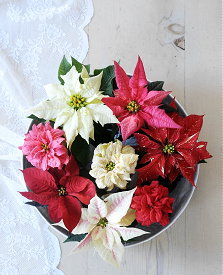Kerstster & Poinsettia Plant - Poinsettia & Kerstster Verzorging Tips & Handige Kerstster Kopen Informatie (Foto Stars for Europe)